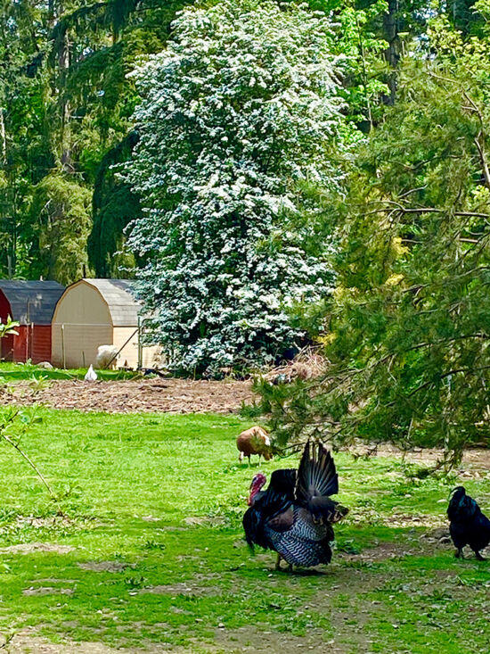 Turkeys