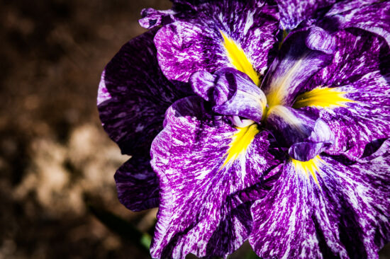 Japanese iris (Iris ensata) cultivar