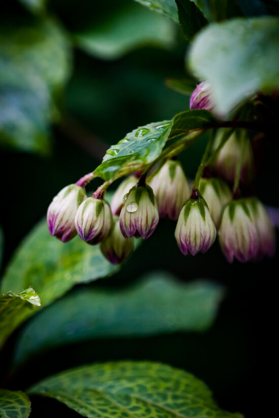Just a drop. Redvein Enkianthus