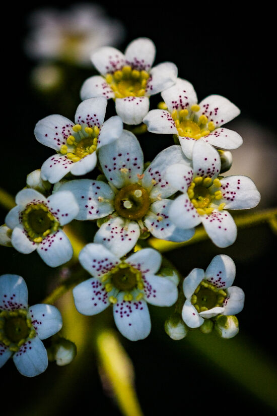 Freckles on a Saxifraga.