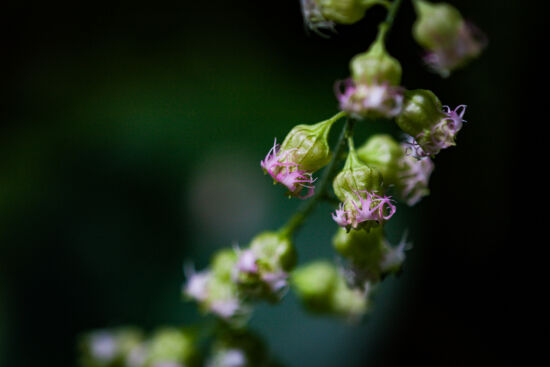 Pretty in pink: Fringecup (Tellima grandiflora)