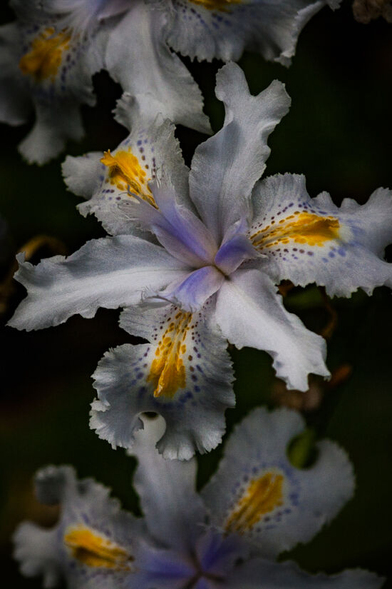 Ruffles and bows: Bamboo iris (Iris confusa)