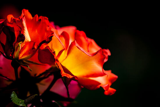 Fire. A hybrid tea rose.