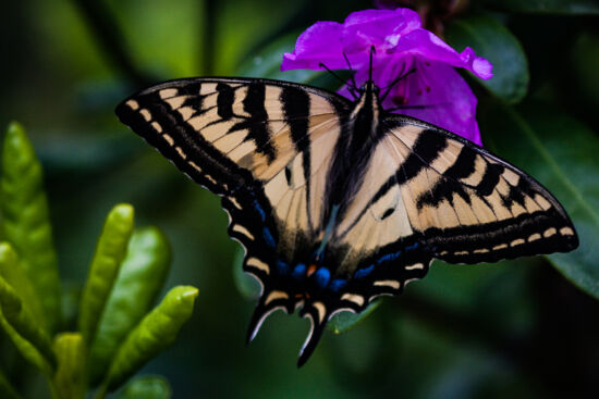 Tiger by the tail. Tiger butterfly and rhododendron
