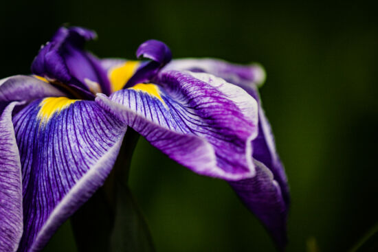 Stripes! Japanese iris (Iris ensata)