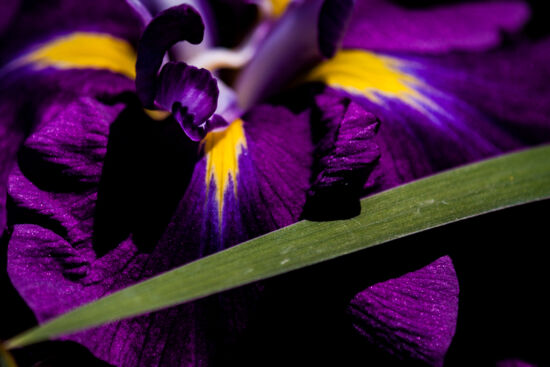 Contrast. Japanese iris (Iris ensata)