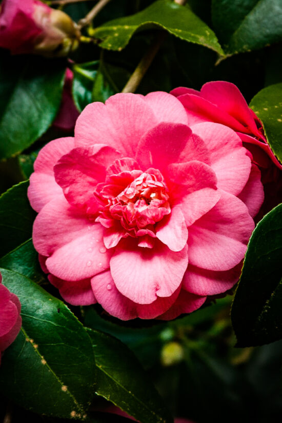 Ready for my closeup. Camellia