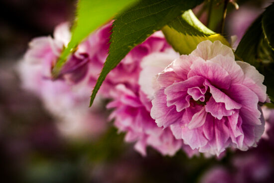 Double the fun. Pleniflora variety of flowering cherry (Prunus).