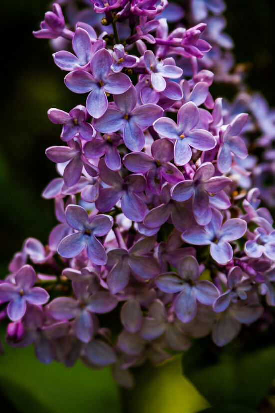 If only you could smell it. Lilac (Syringa)