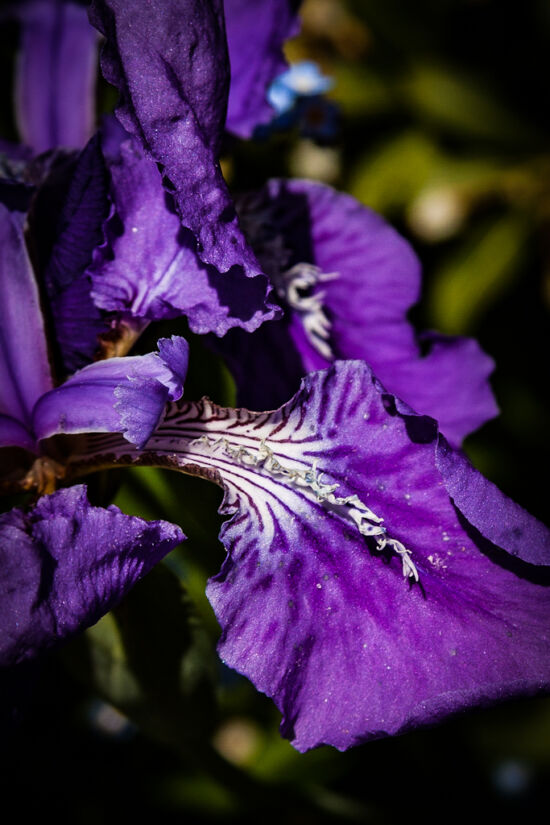 Memories of Japan. Rooftop iris (Iris tectorum)