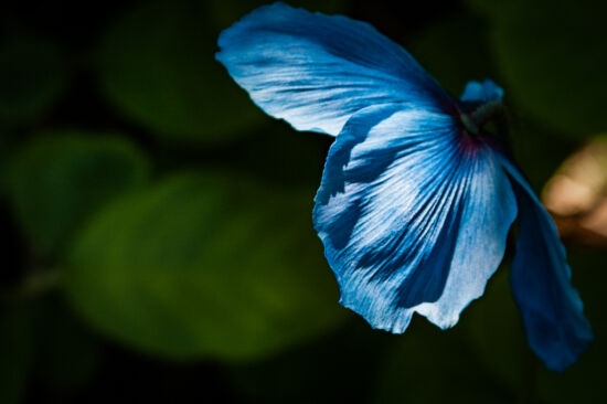 Ever blue. Himalayan poppy (Meconopsis betonicifolia)
