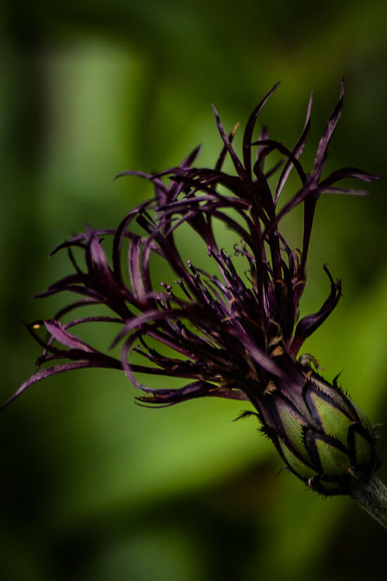 Goth. Bachelor’s button (Centaurea)