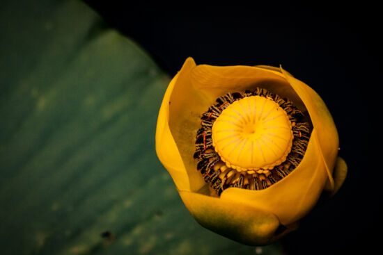 The other waterlily. Spatterdock (Nuphar polysepalum)