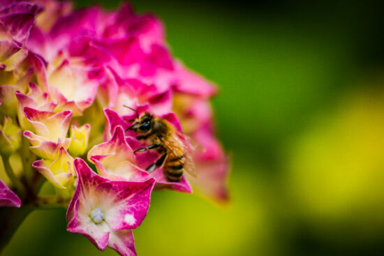 She works hard for the pollen. Honeybee (Apis mellifera) and Hydrangea