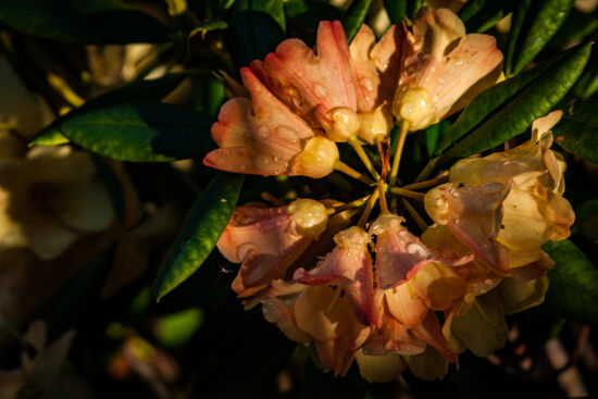 Sunrise. Rhododendron