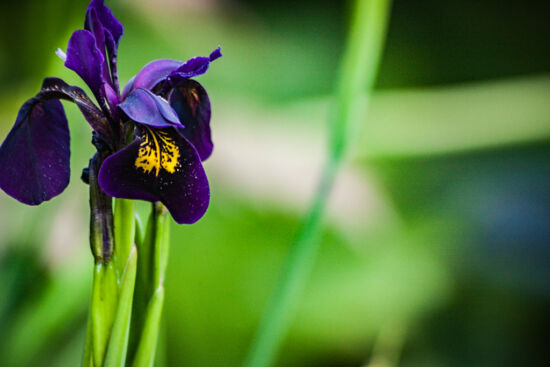 Tall and true. Goldvein iris (Iris chrysographes)