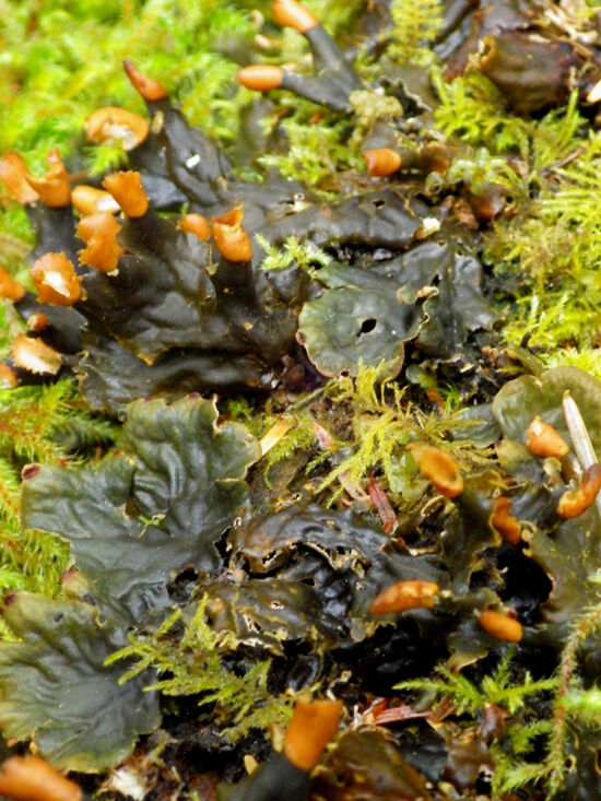 Frog Pelt (Peltigera sp.), a common lichen in shady forests.