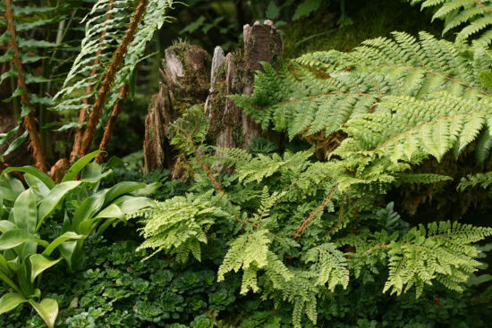Polystichum setiferum (Cristata Rotundatum Group)