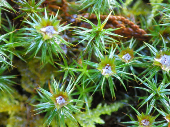 Juniper haircap moss (Polytrichum juniperinum).