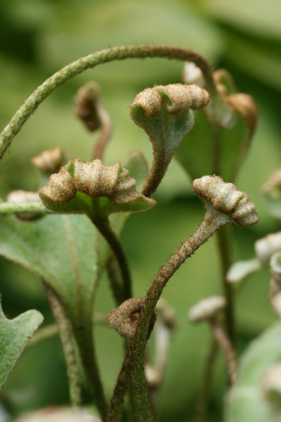 Pyrrosia hastata