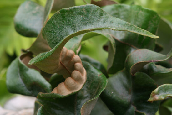 Pyrrosia lingua 'Eboshi'