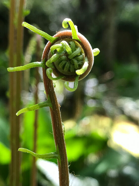 Deer fern (Struthiopteris spicant, formerly in the genus Blechnum), a common native fern.