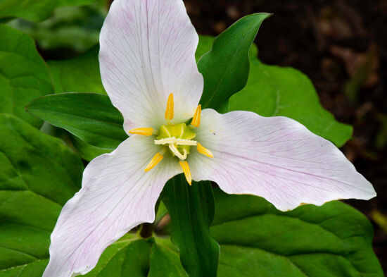 Trillium ovatum, Western Trillium: Closeup of flower.
