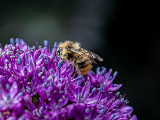Allium giganteum
