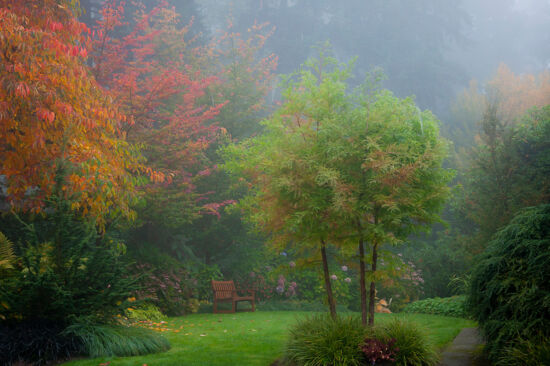 Autumn morning at PowellsWood