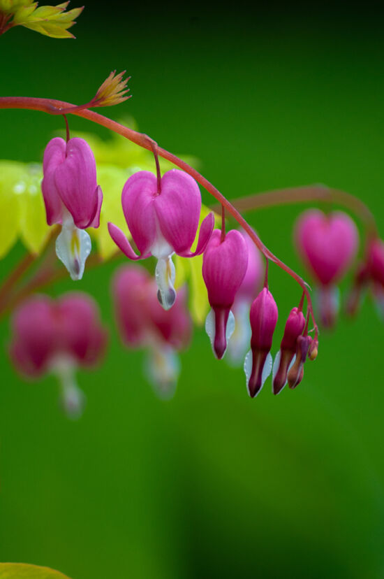 Dicentra spectabilis