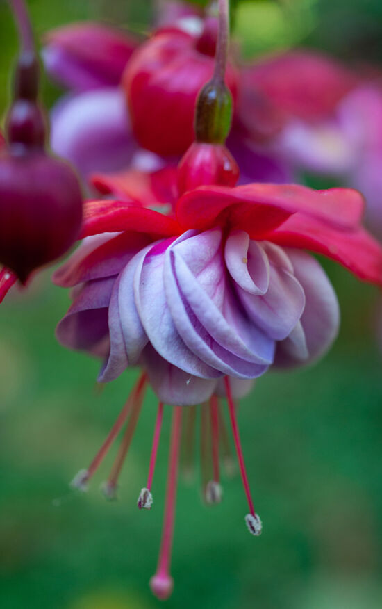 Fuchsia at PowellsWood