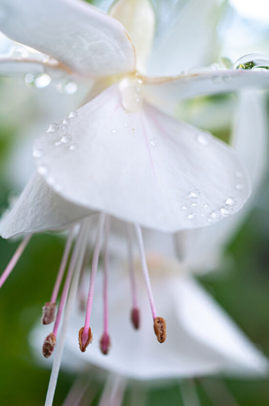 Fuchsia 'Ting-a-Ling'