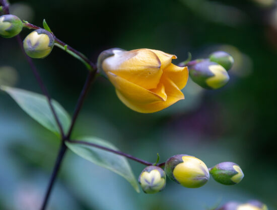 Kirengeshoma koreana