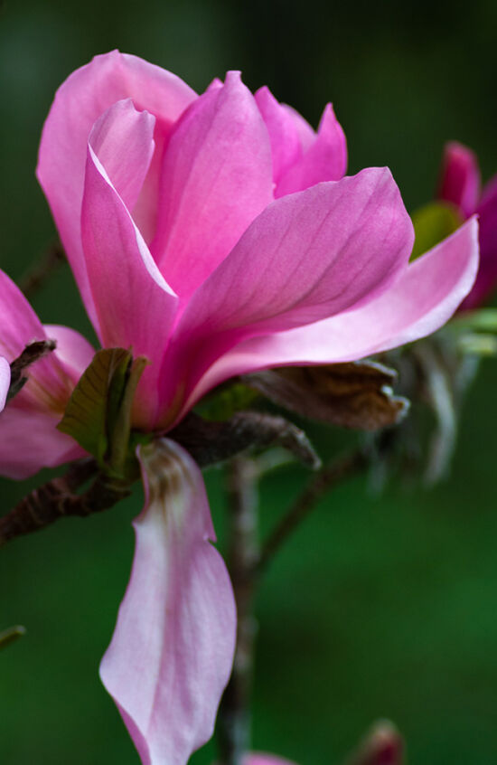 Magnolia x 'Felix Jury'