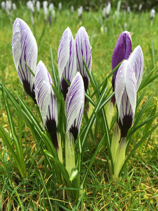 Crocus in the lawn at the Dunn Garden