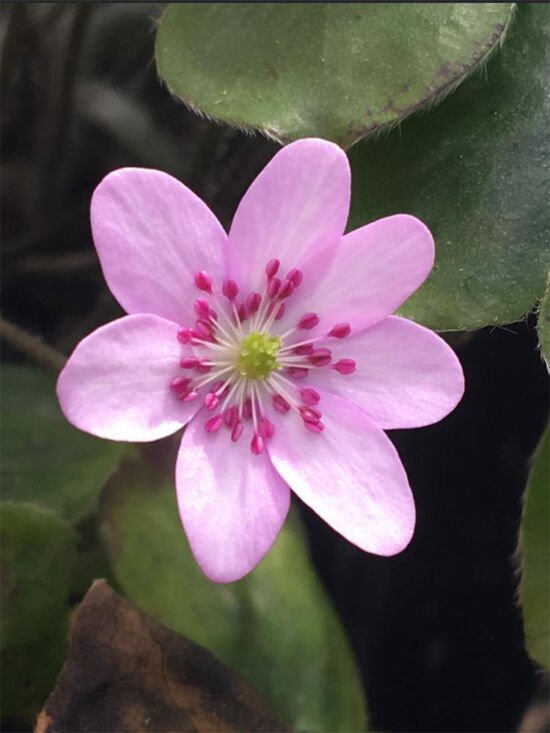 Hepatica. Miller Garden