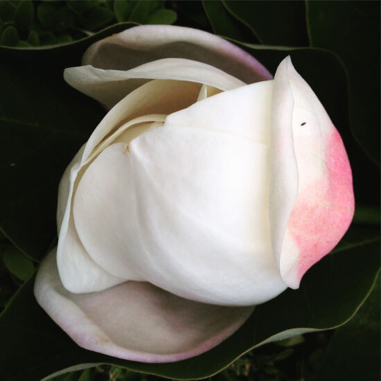 Magnolia × wieseneri in bud
