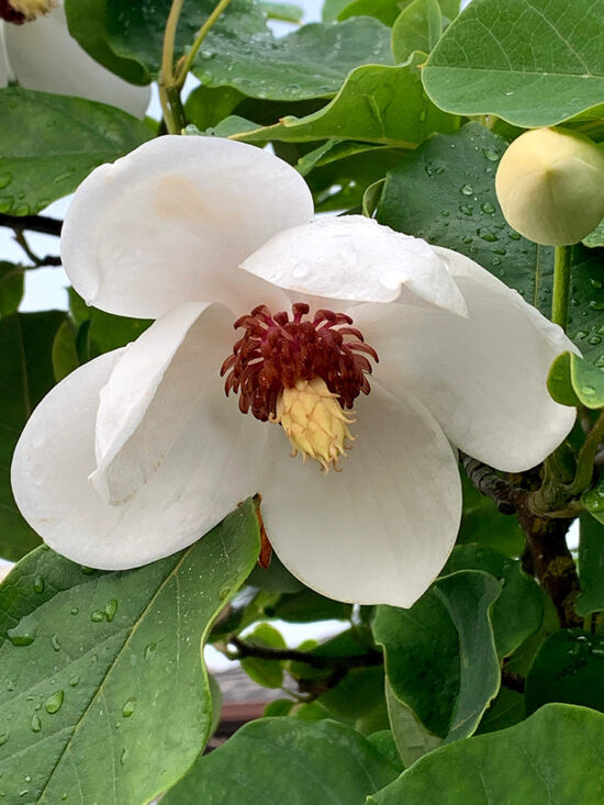 Magnolia sieboldii, Bloedel Reserve