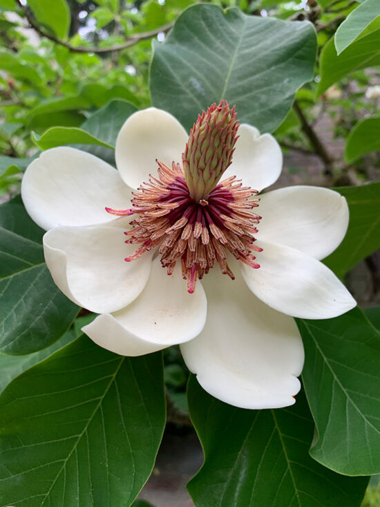 Magnolia × wieseneri, Dunn Garden