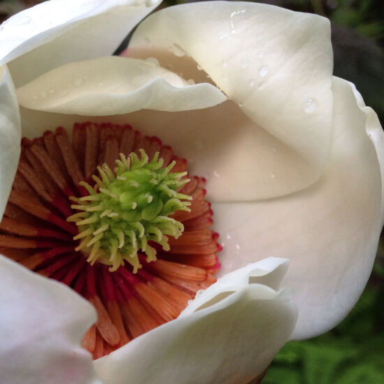 Magnolia × wieseneri, Miller Garden