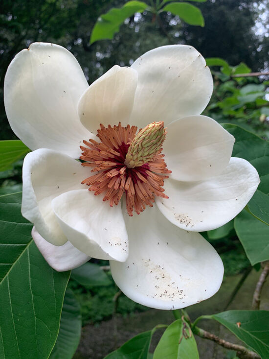 Magnolia × wieseneri should be renamed Scheherazade, a scent for 1,000 nights