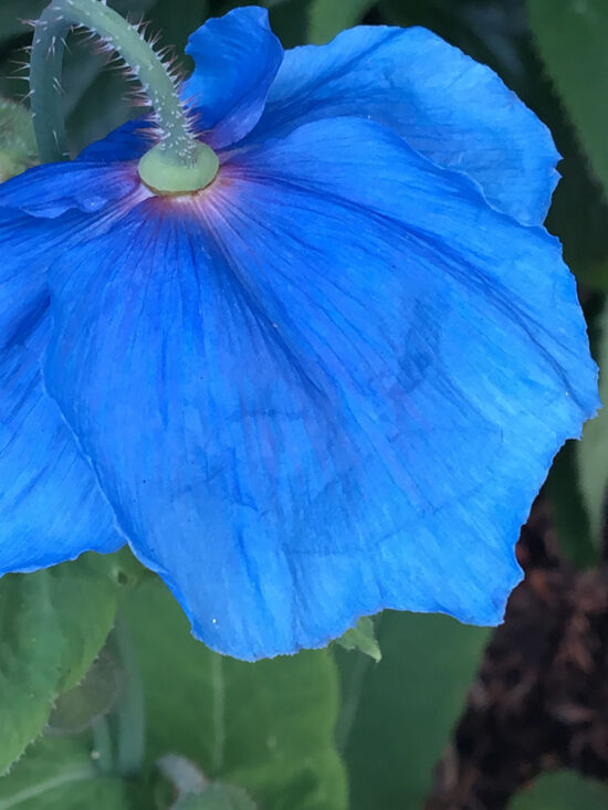Meconopsis 'Lingholm'