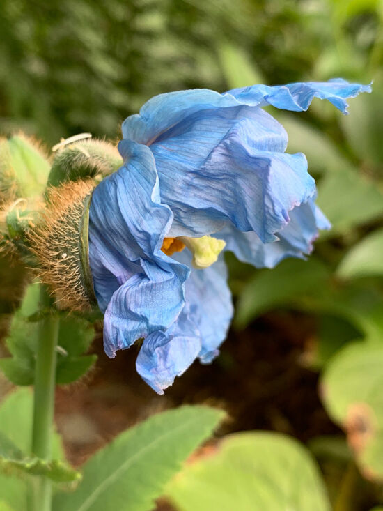 Meconopsis. Heronswood