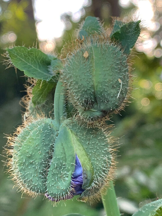 Meconopsis in bud