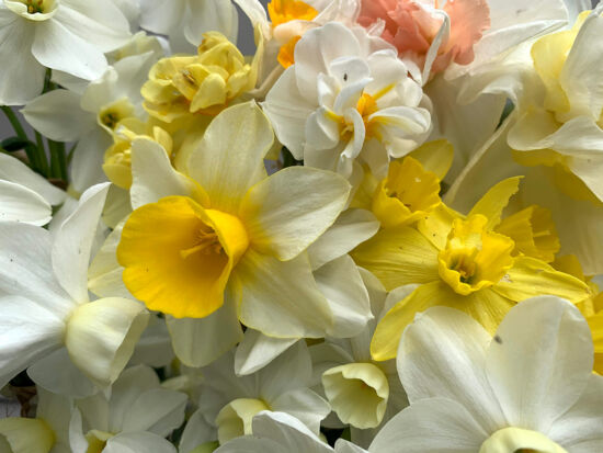 Narcissus bouquet