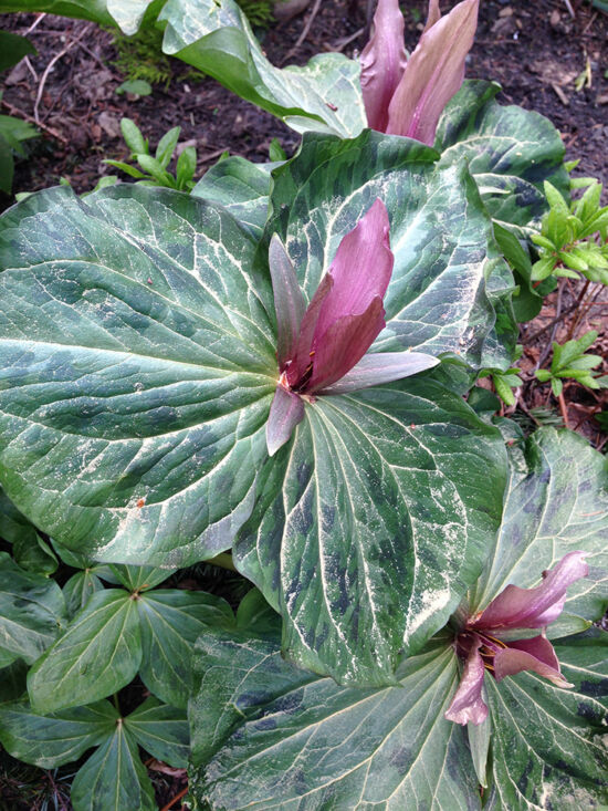 Trillium with pollen