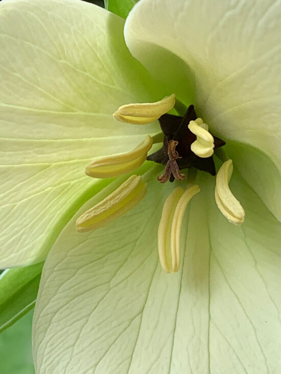 Trillium sulcatum yellow form
