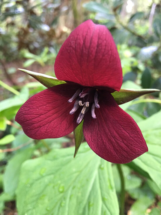 Trillium sulcatum