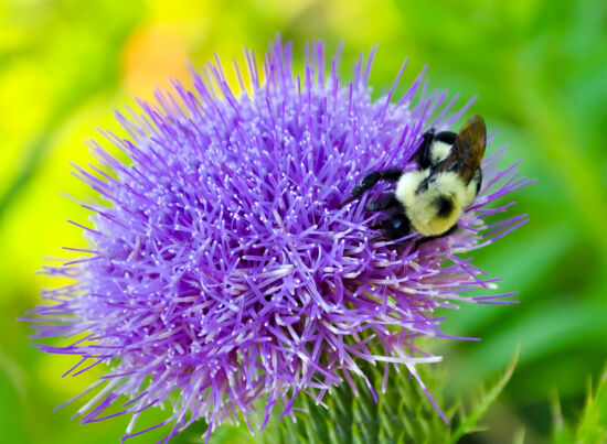 Purple thistle at Longwood Gardens