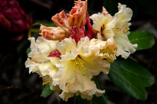 Rhododendron at PowellsWood